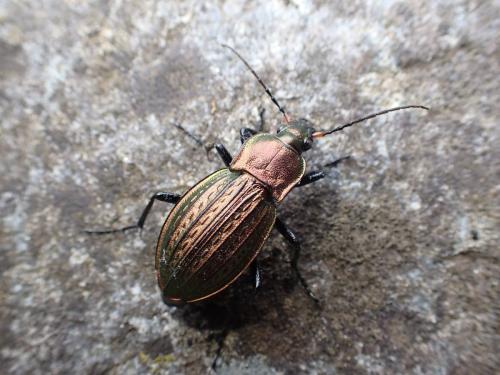 Carabus cancellatus